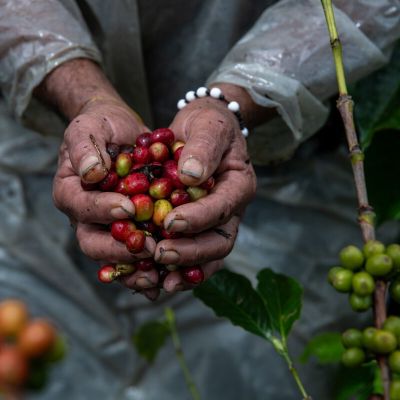 Arabica Gains as Trump Colombia Tariff Threat Shows Supply Risks