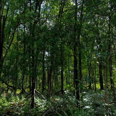 Broker Marsh Offers Insurance to Target Fake Carbon Credits