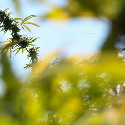 Expecting Cannabis Boom, New York Lays Down the Rules