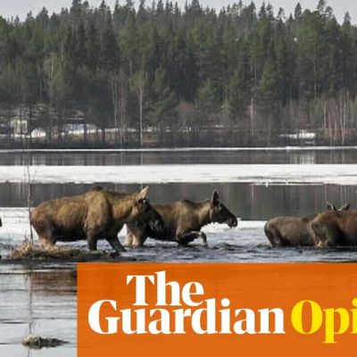 The most gripping thing I’m watching on my phone? Swedish moose migrating in real time | Claire Cohen