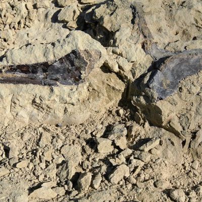 A Profitable Frontier in Paleontology: Selling Shares in a Stegosaurus