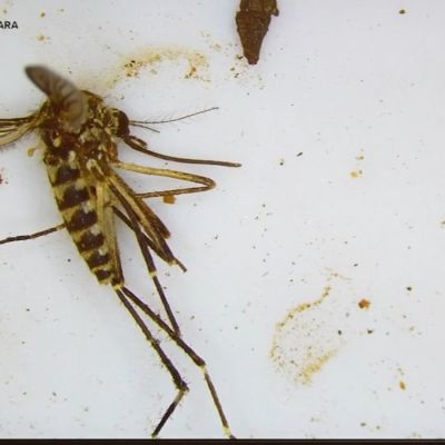 Aedes aegypti Img