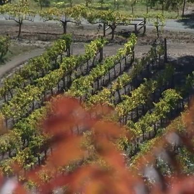 Trump deportation vow causes concern in Napa Valley; immigration advocates brace for impacts