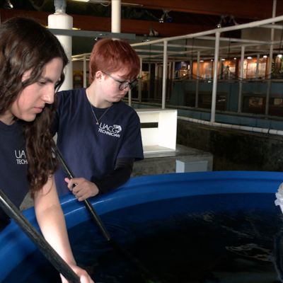 Bay Area students helping to restore threatened steelhead