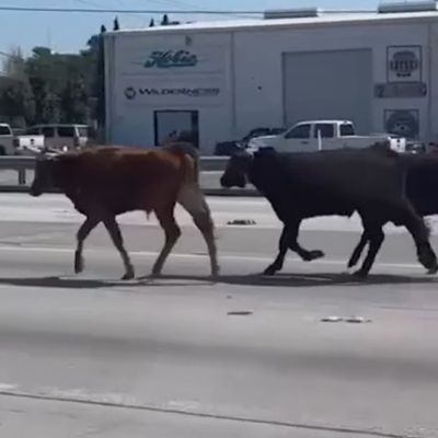 Owners of Houston rodeo steers that got loose on I-45 say they’re still missing one