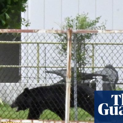 ‘Extremely intelligent’ Japanese bear that attacked four people still at large, police say
