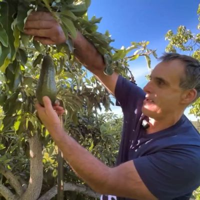 Bay Area nursery owner selling avocado trees to residents amid rising tariffs