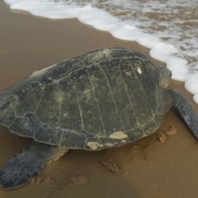 Odisha bans sea fishing for 7 months to protect endangered Olive Ridley turtles