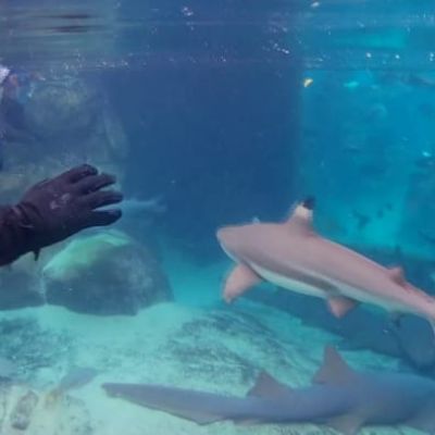 Sharks at theme parks: Where to celebrate Shark Week in Central Florida