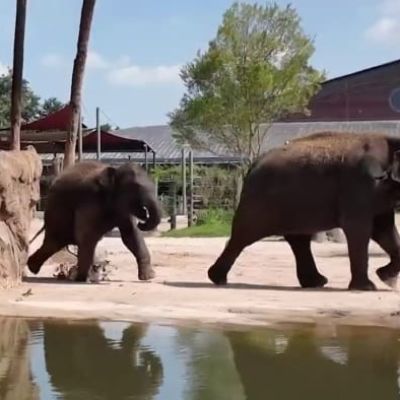 Here’s how animals and their keepers prepare for major storms at Houston Zoo and cleanup efforts after Hurricane Beryl