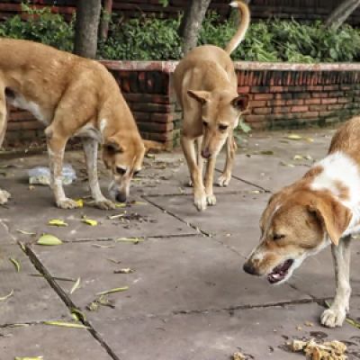 SC slams states and UTs over stray dogs case; summons chief secys on Nov 3