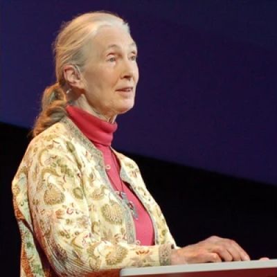 Jane Goodall, renowned primatologist who studied chimps, passes away at 91