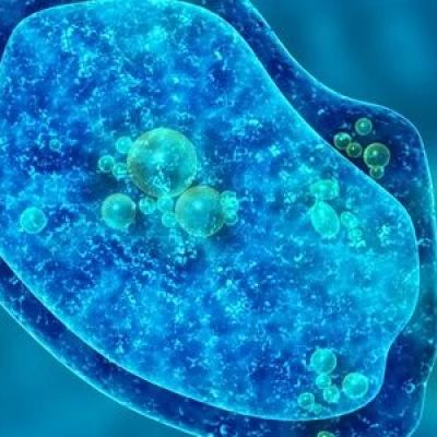 Brain-eating amoeba: Why Karnataka has warned pilgrims visiting Sabarimala