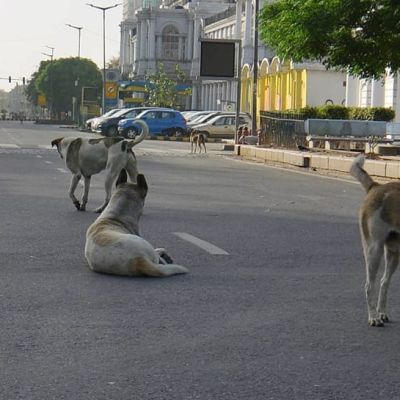 Supreme Court Nudges States, UTs Over Stray Dogs Menaces, Says, India Shown In Bad Light