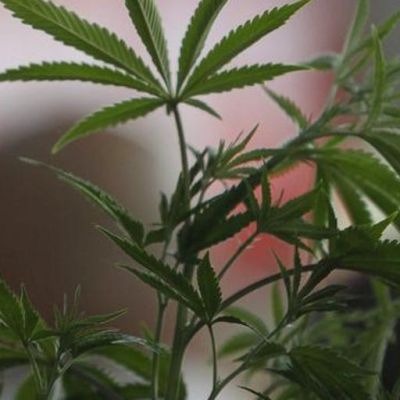 NCAA endangers student athletes with terrible message on drugs