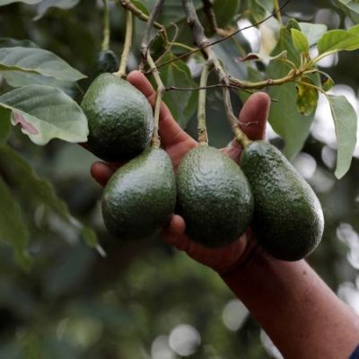 As cartels take a stake in ‘green gold,’ US and Mexico rethink how avocados reach American kitchens