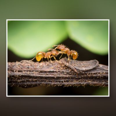 Hawaiʻi Biosecurity Efforts Get Record Funding