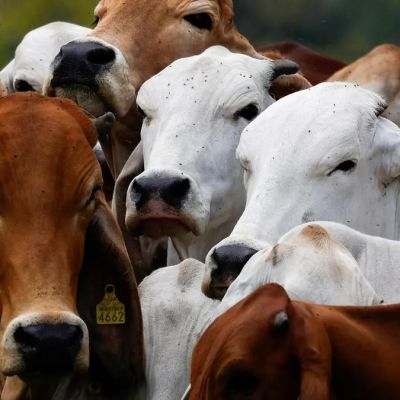 US says it will lift ban on imports of Mexican cattle