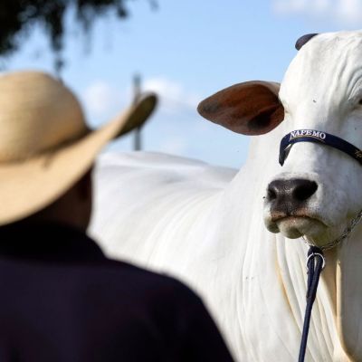 Brazilian supercows are taking over the world