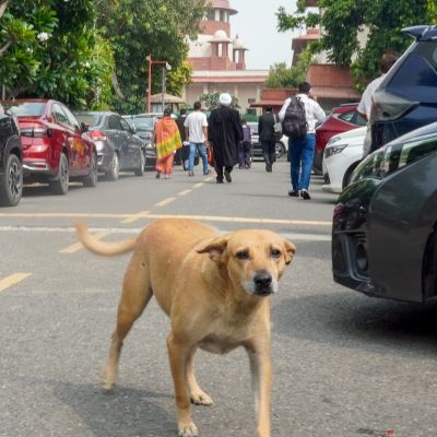 Indian Immunologicals denies Australia’s alert on fake antirabies vaccine in India