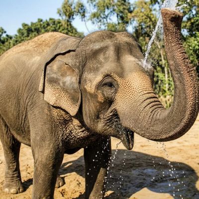 Elephant Urinates Right Next to the Press at Texas GOP Convention [WATCH] Img