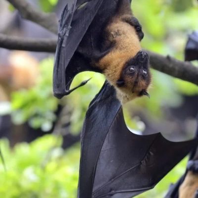 Thailand enhances screening of flights originating from Nipah Virus high-risk region