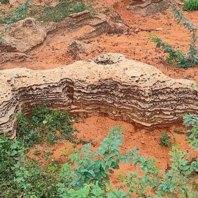 ZSI confirms 8,000-12,000-year-old fossil bed in Thoothukudi  — Scientists call it a major discovery!- Moneycontrol.com