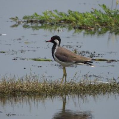 PM Modi Hails India’s 100th Ramsar Site In UP, Calls It Milestone For Wetland Conservation