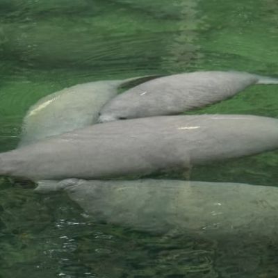 Florida wildlife officials close ‘Unusual Mortality Event’ as manatee starvation deaths decrease