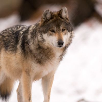 Rep. Tom Tiffany and Fellow GOP Lawmakers Bring Back Bill to Delist Gray Wolf