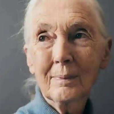 Jane Goodall, Renowned Chimpanzee Expert and Conservationist, Dies at 91; World Mourns Primatologist’s Demise
