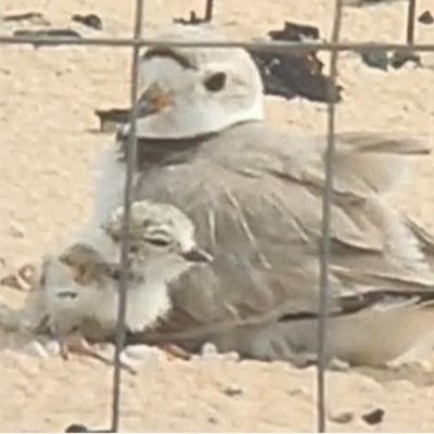 Michigan will foot the bill for piping plover monitoring after feds yank funding