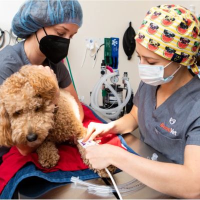 A new vet, a chic coffeehouse, discount retail: North Jersey’s newest business openings