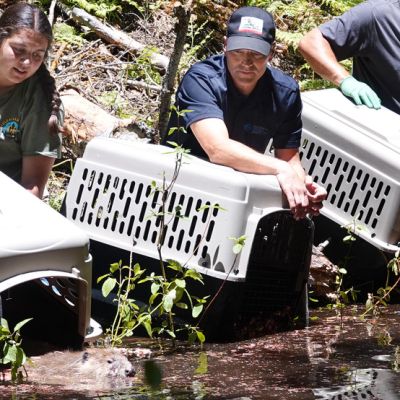Beavers reintroduced to Tule River Reservation, part of state’s Beaver Restoration Program