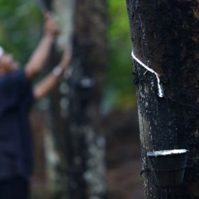 Malaysia natural rubber output falls 8.8pc in April, says DOSM