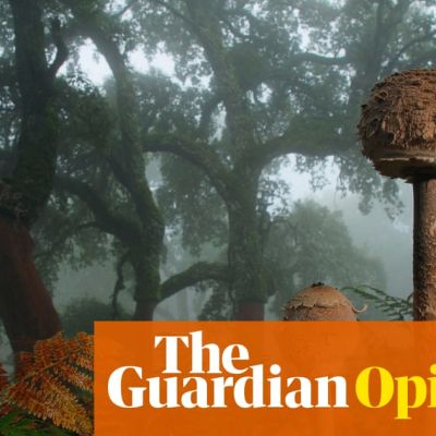 The ‘wood wide web’ theory charmed us all – but now it’s the subject of a bitter fight among scientists | Sophie Yeo