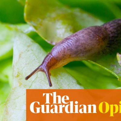 I’m an eco-friendly grower – so why do I want to murder all these vile slugs? | Claire Ratinon