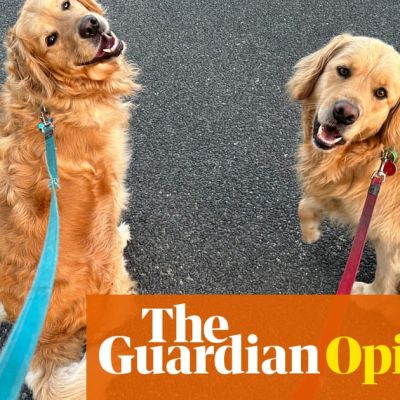 Two puppies at once was a terrible idea. But Earl and Monty stole my heart | Jenny Sinclair