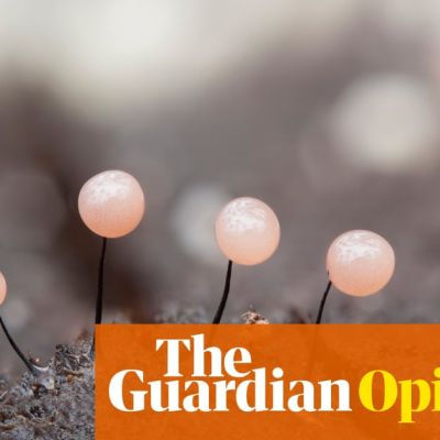 Look at the underside of a log, and you’ll find my new obsession: the beautiful, bonkers world of slime moulds | Lucy Jones
