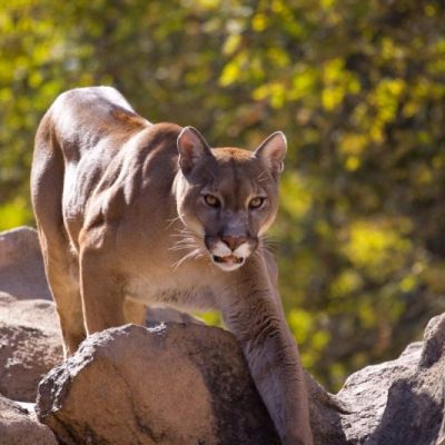 Mountain lion found dead less than a mile from wildlife crossing construction site