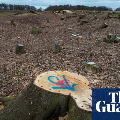 Planning bill would allow builders to ‘pay cash to trash’ nature, say UK experts