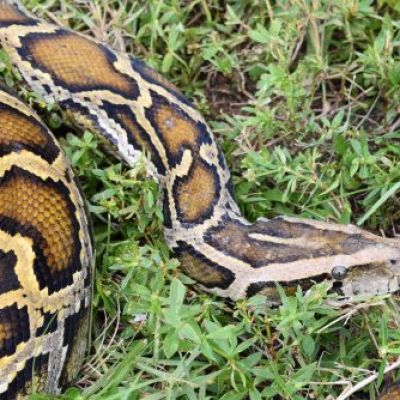Florida Python Challenge removes nearly 200 invasive snakes from Everglades