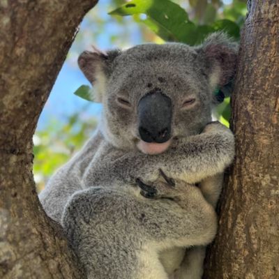 First koala chlamydia vaccine approved for rollout across Australia