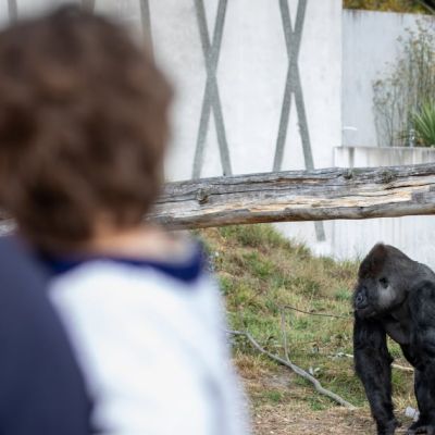 Christchurch zoo facing financial crisis amid $4m budget hole