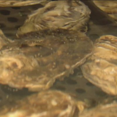 County warns against eating sport-harvested bivalve shellfish