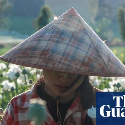 Surge in Myanmar opium poppy farming as conflict pushes farmers into illicit trade
