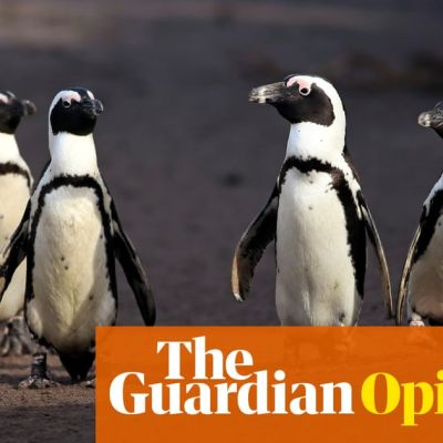 Scientists ignored ‘gay’ animals for years. When will we get over our human hang-ups about the natural world? | Elle Hunt