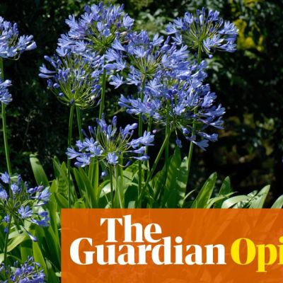 I have dedicated far too much of my life to hating this ugly plant. It’s time to rip them out | Emily Mulligan