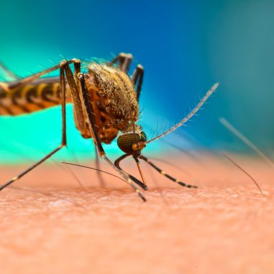 Schumer urges federal authorities to help fight mosquito-borne disease in Hudson Valley after EEE deaths – ExBulletin