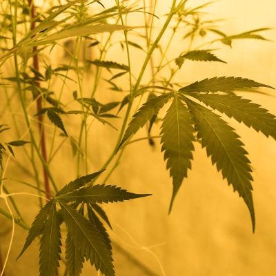 Wisconsin needs to change its marijuana laws. Racial disparities are one reason why. | Opinion